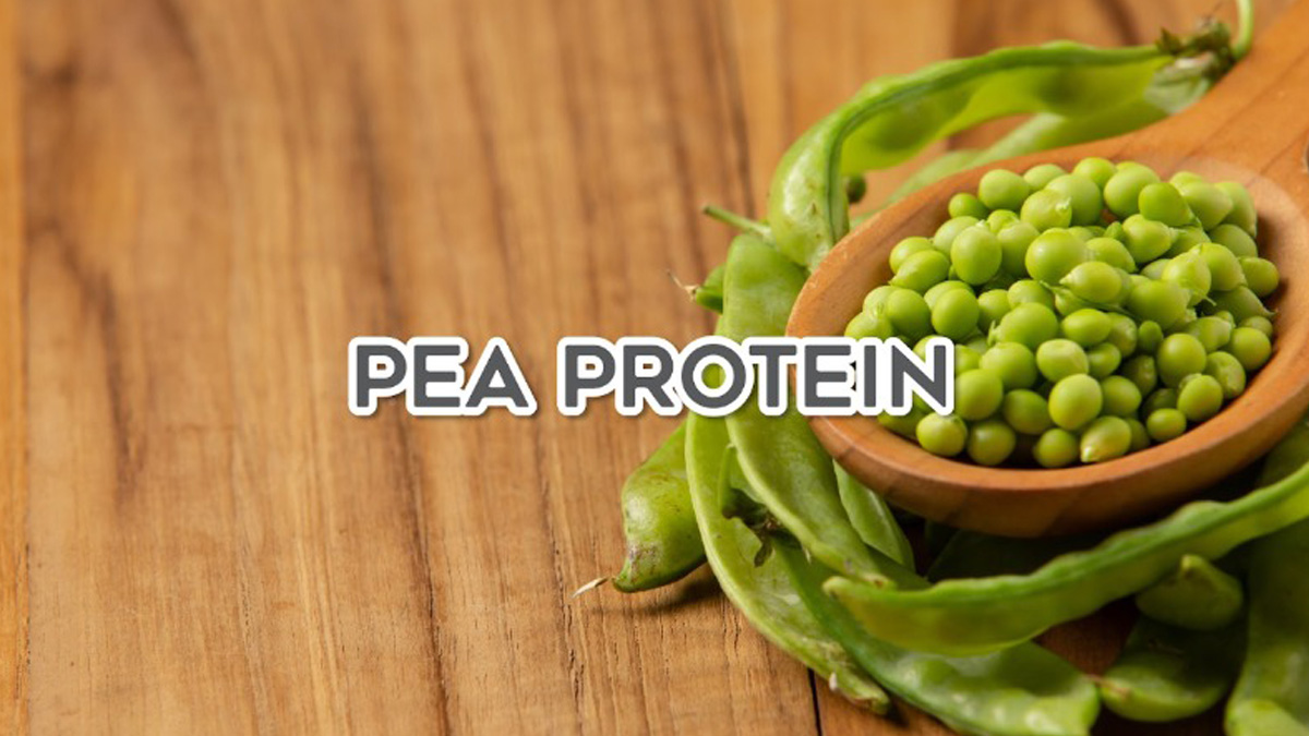 Pea Protein