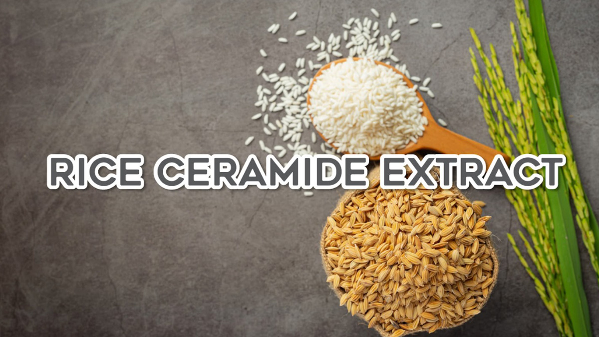Rice Ceramide Extract