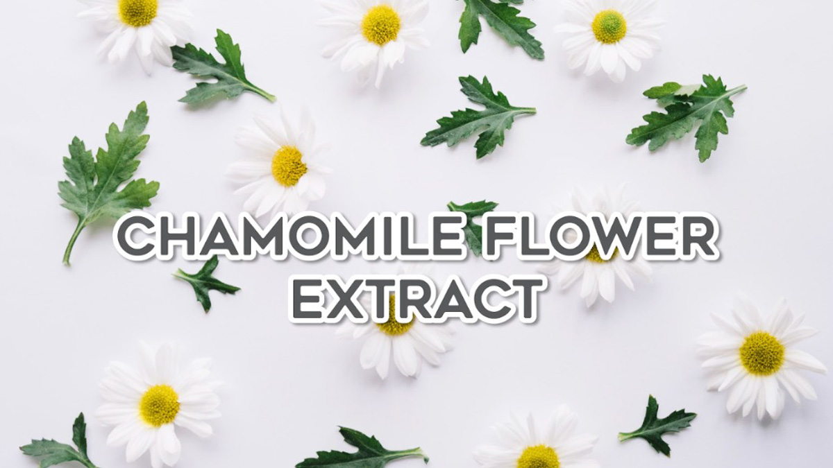 สารสกัดจากดอกคาโมมายล์